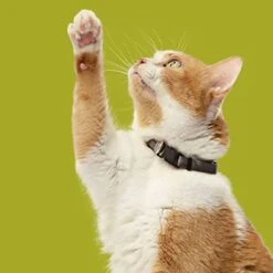 Rachael Ray Nutrish Premium Natural Dry Cat Food, Real Chicken & Brown Rice Recipe, 14 Pounds (Packaging May Vary) -Purritos Shop 41kRXyfLA7L