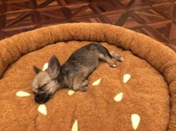 TONBO Soft Plush Small Cute And Cozy Food Dog Cat Bed, Washer And Dryer Friendly (Burger) -Purritos Shop 51sI4HkFzmL