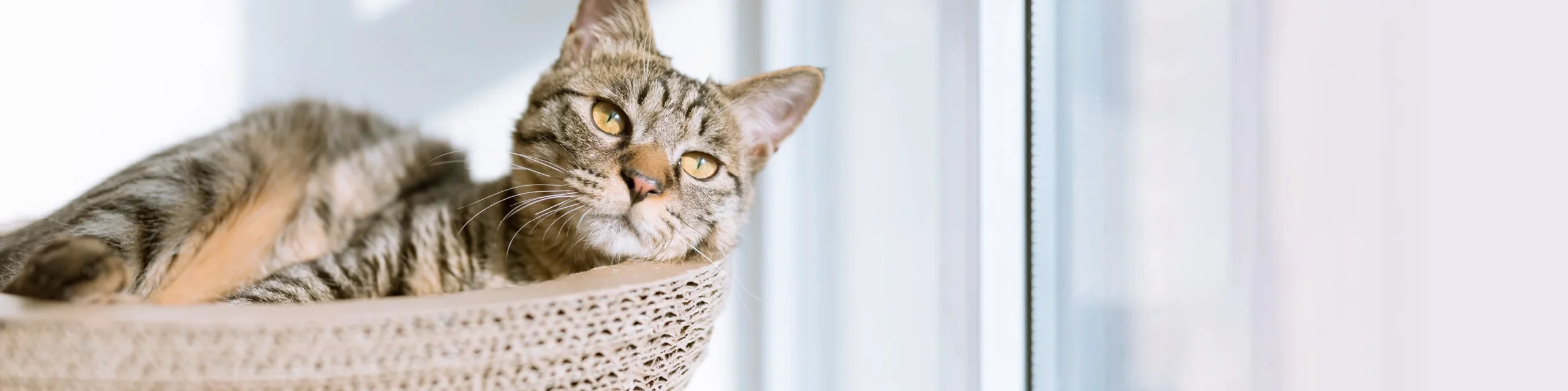 Purritos Shop -Purritos Shop CatBanner a6a439ff 7e0a 4be3 8b8b 83c3c3f30a2d scaled